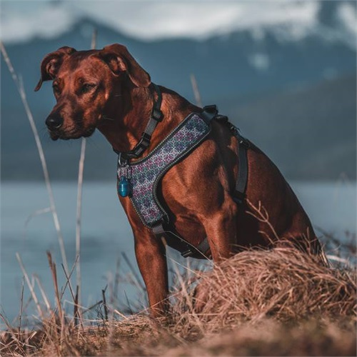 Terrain D.O.G 免充電散步燈