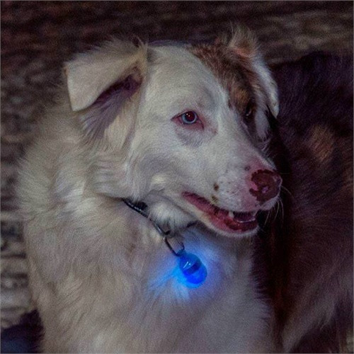 Terrain D.O.G 免充電散步燈