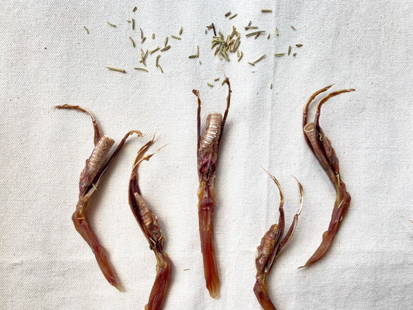 沾到毛了 迷迭鴨舌 12支