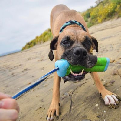 Chuckit 水陸兩用飄浮棒