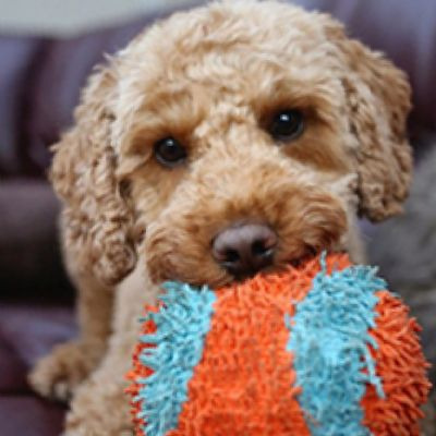 Chuckit 室內靜音絨布球