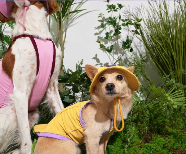 Puppy gallery 涼感漁夫帽