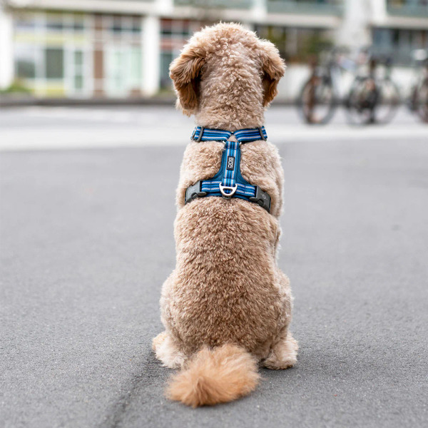 丹麥DOG Comfort Walk Air胸背帶