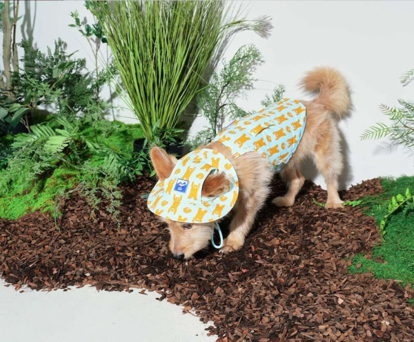 Puppy Gallery 跳跳熊涼感漁夫帽