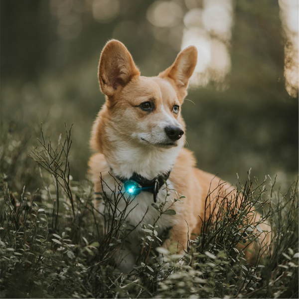 ORBILOC 守護者外出燈 (多色)