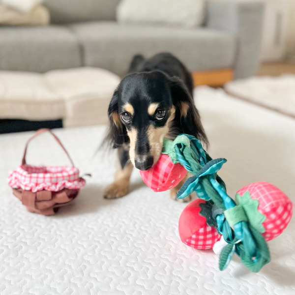 Bailey 採草莓系列