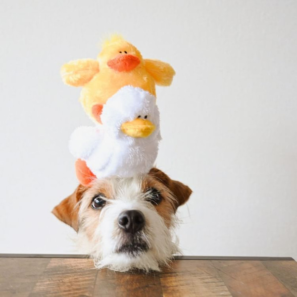 Bailey 可愛動物區系列