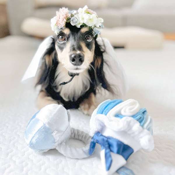 Bailey 小狗要結婚系列