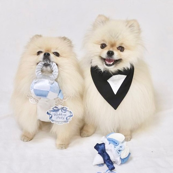 Bailey 小狗要結婚系列