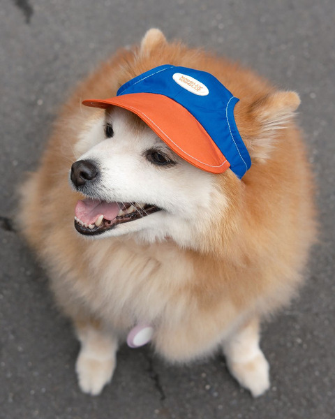 Woolly Woolly狗狗棒球帽 拼色系列