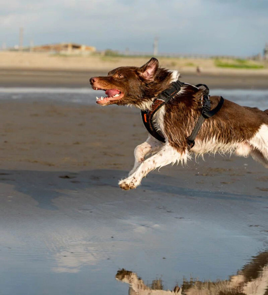 Non-stop ROCK 胸背帶