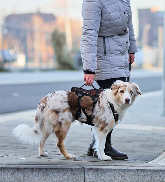 Non-stop ROCK LONG 胸背帶