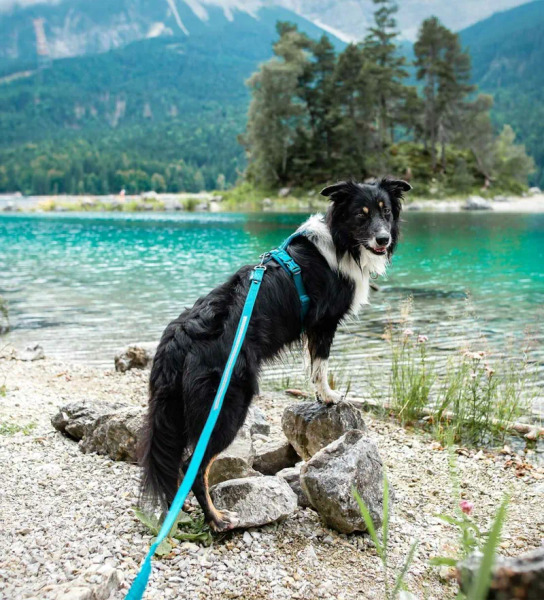 Non-stop LINE 5.0 胸背帶