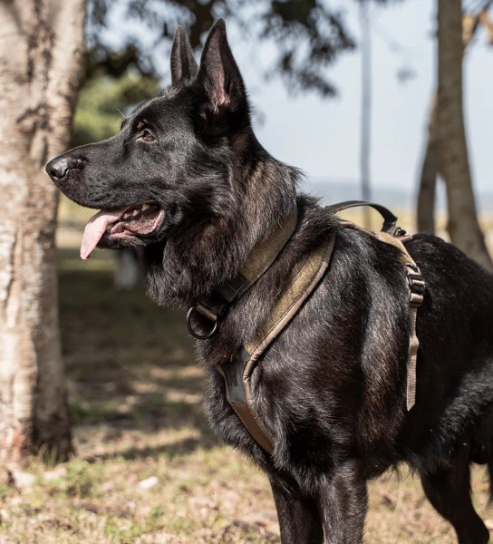 Non-stop LINE 胸背帶 WD工作犬系列 (把手款)