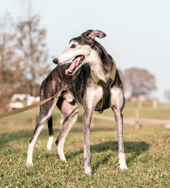 Non-stop LINE 胸背帶 WD工作犬系列 (把手款)