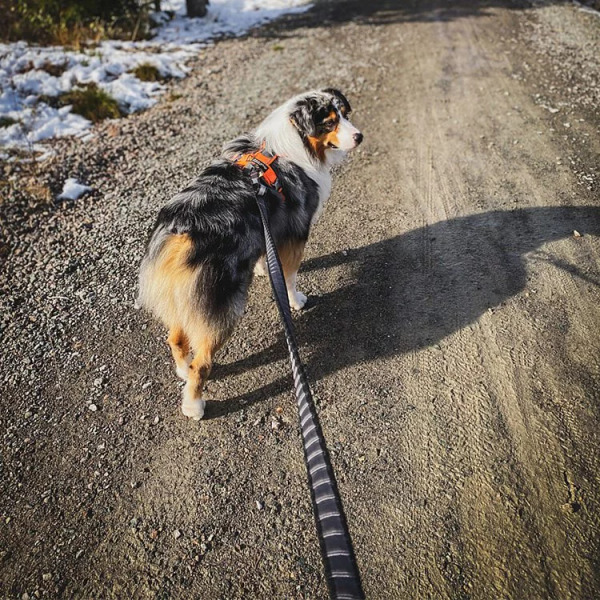 Non-stop BUNGEE 彈力運動牽繩