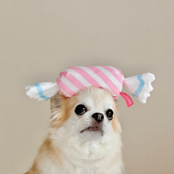 Bailey 吃甜甜系列