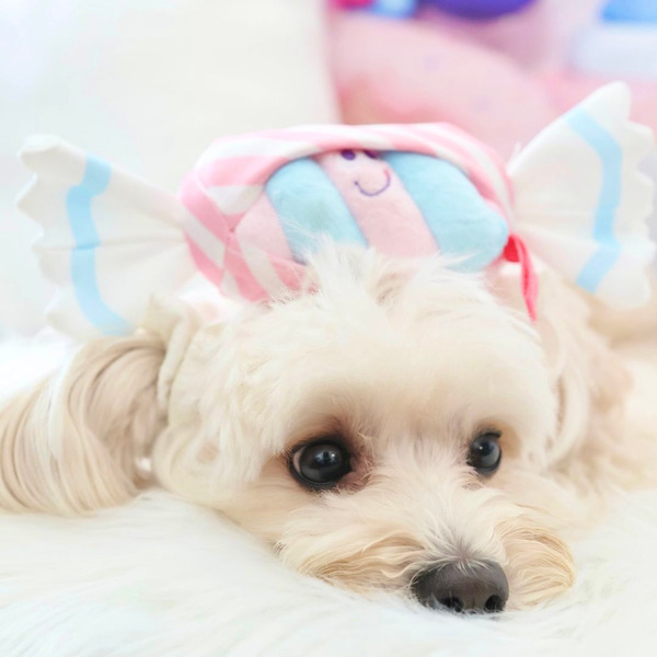 Bailey 吃甜甜系列