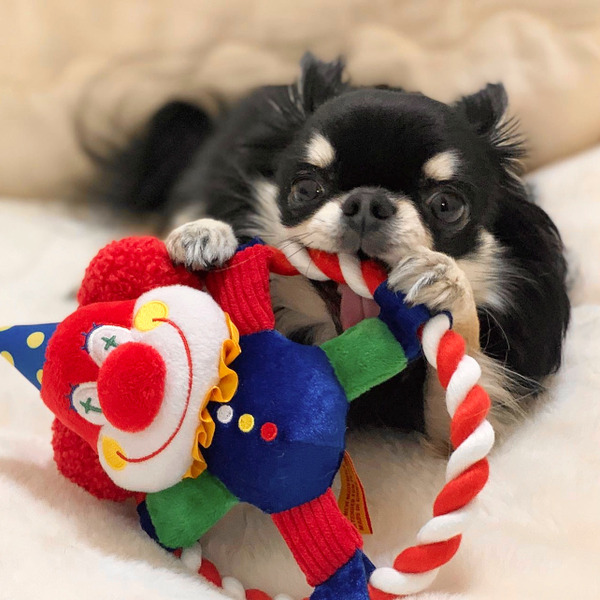 Bailey 小丑呼拉圈