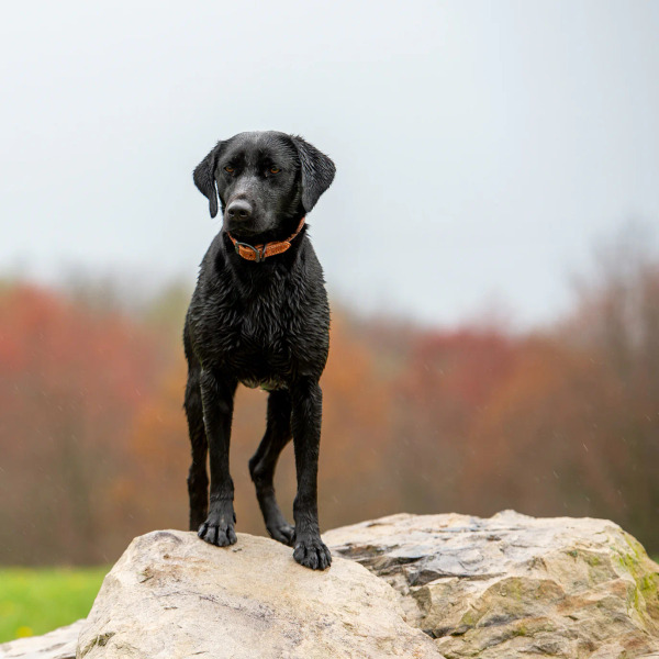 Rex Specs 真皮項圈