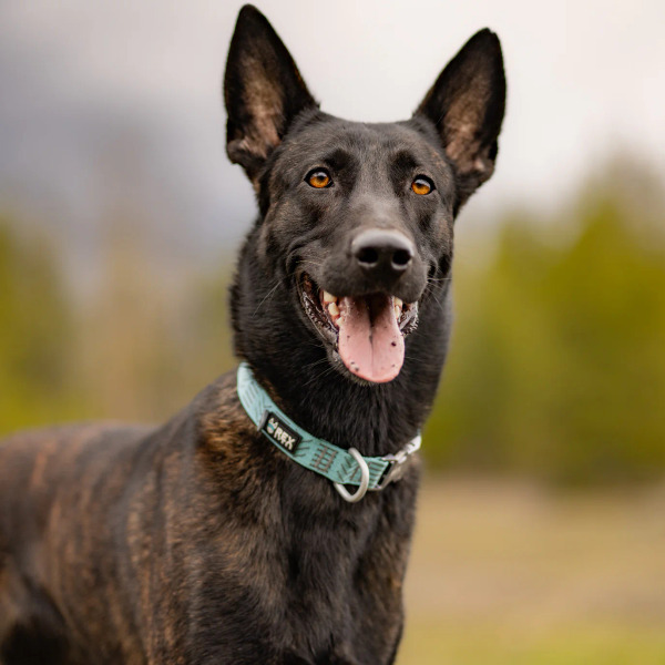 Rex Specs 極輕系列 金屬快扣項圈