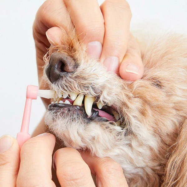 made of Organics for Dog  嚕嚕 單頭錐狀牙刷