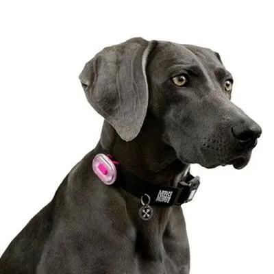 Max & Molly 超亮LED散步燈