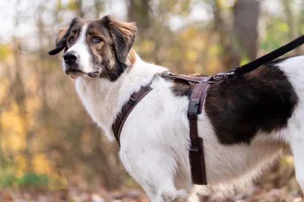 Anny.X 樂趣胸背帶