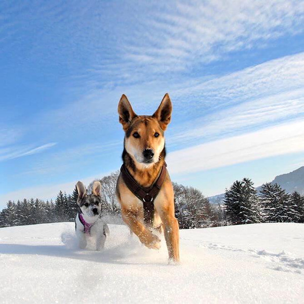 Anny.X 樂趣胸背帶