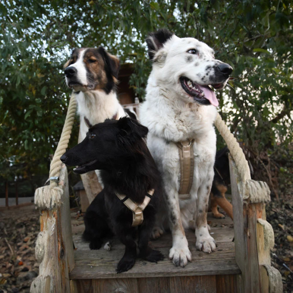 Anny.X 樂趣胸背帶