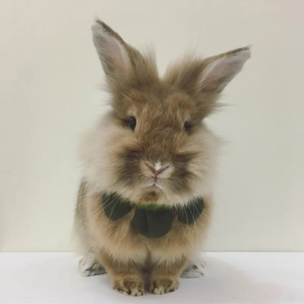 Circle Studio 一朵花領巾 素色