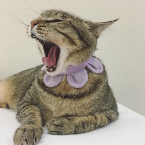 Circle Studio 一朵花領巾 素色