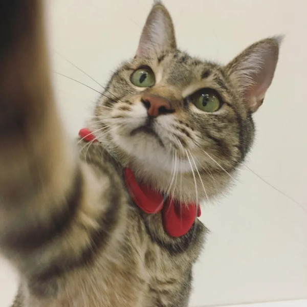 Circle Studio 一朵花領巾 素色