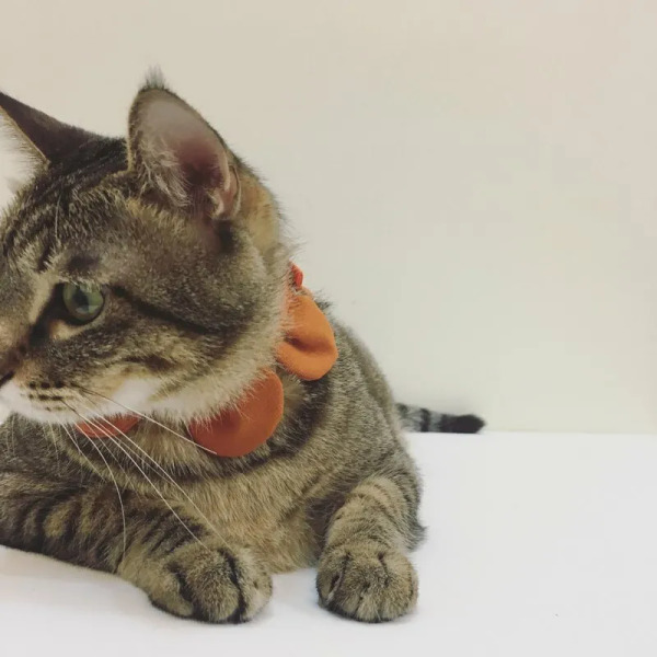 Circle Studio 一朵花領巾 素色