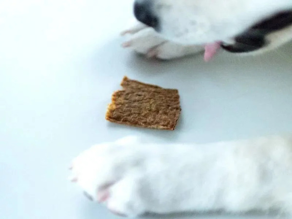 CoConilla 口口迷寵物鮮食 南瓜里肌輕乳酪