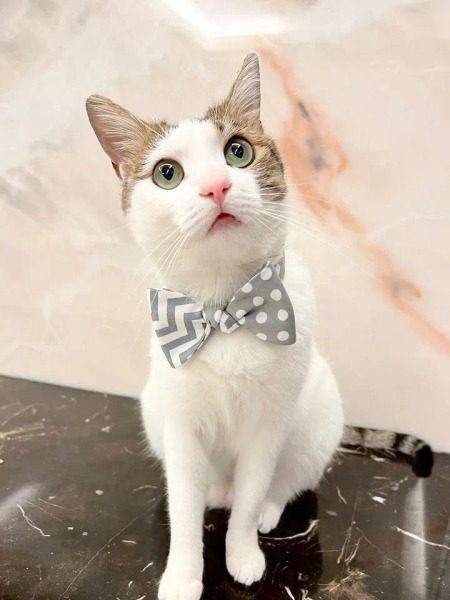 noplan_nofear 灰色幽默 領結