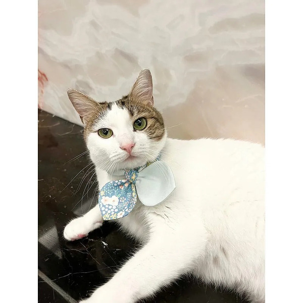 noplan_nofear 微光 領結