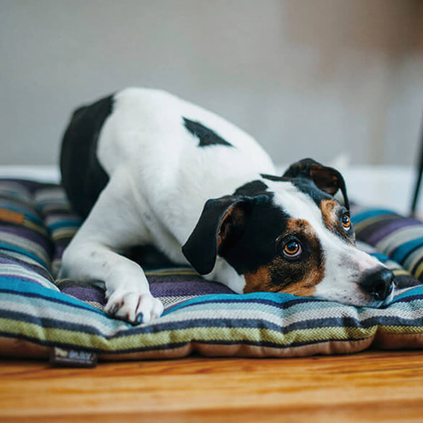 P.L.A.Y. Chill Pad 地平線舒活墊