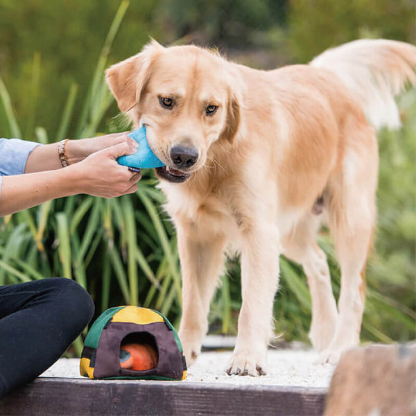 P.L.A.Y. 科爾賓露營 汪汪帳篷