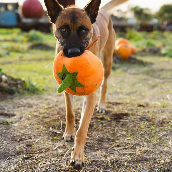 P.L.A.Y. 健康蔬果 大南瓜