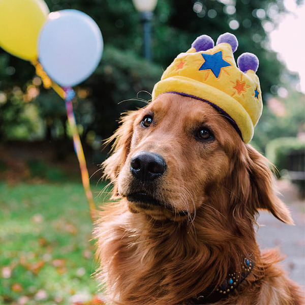 P.L.A.Y. 歡樂派對 小狗皇冠