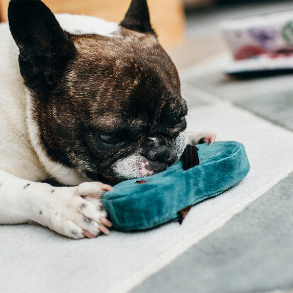 P.L.A.Y. 環球冒險旅行者 小狗拖鞋