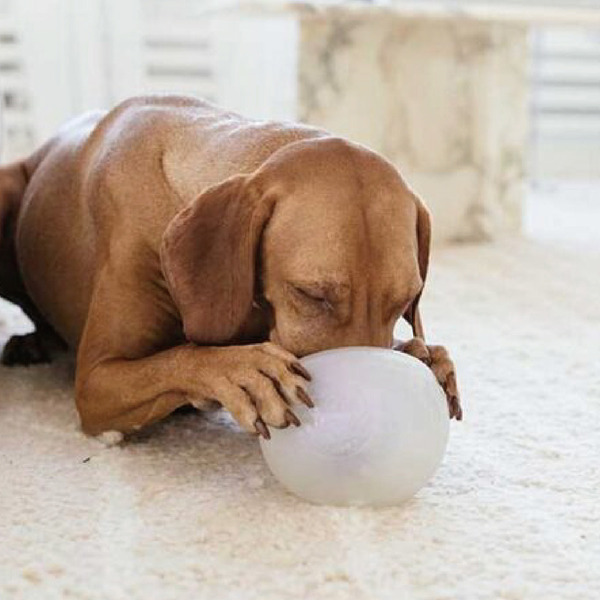 Planet Dog 埋鼻缽