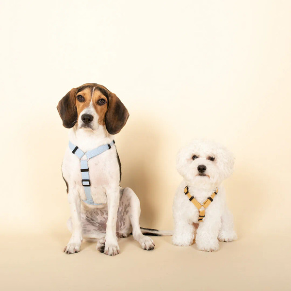 PLAYBOW 素色H型胸背帶