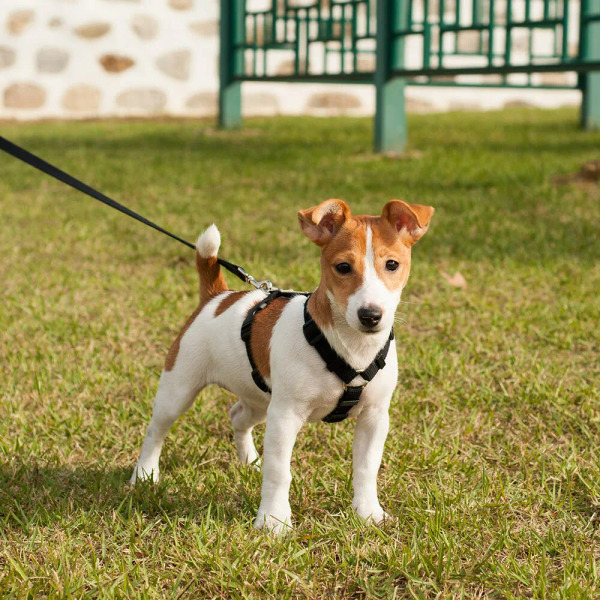 PLAYBOW 素色H型胸背帶