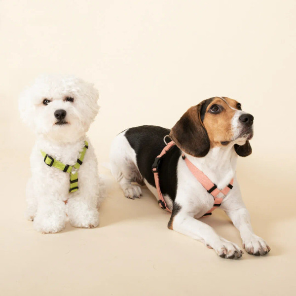 PLAYBOW 素色H型胸背帶