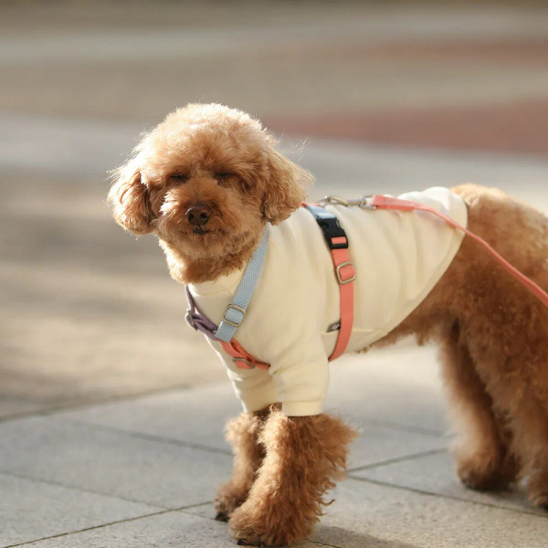 PLAYBOW 彩色H型胸背帶