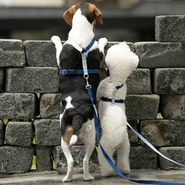 PLAYBOW 彩色H型胸背帶