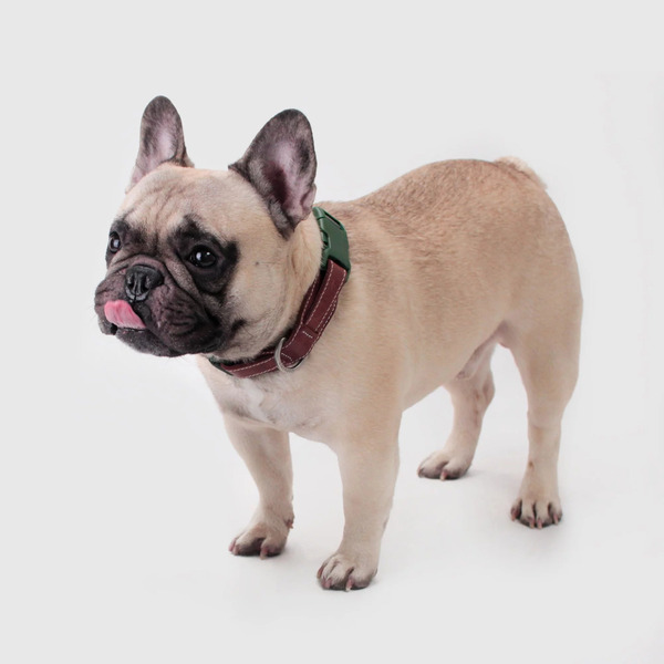 SPUTNIK Explore Collar 項圈