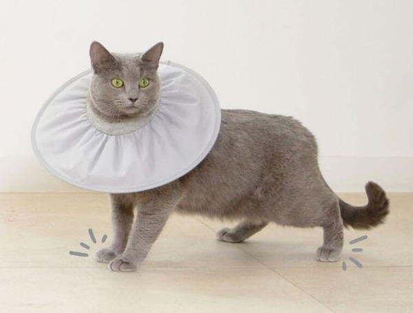 Zero Neck Collar 韓國輕量防舔圈